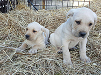 cucciolo cane bianco